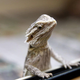Your lizard may vary.